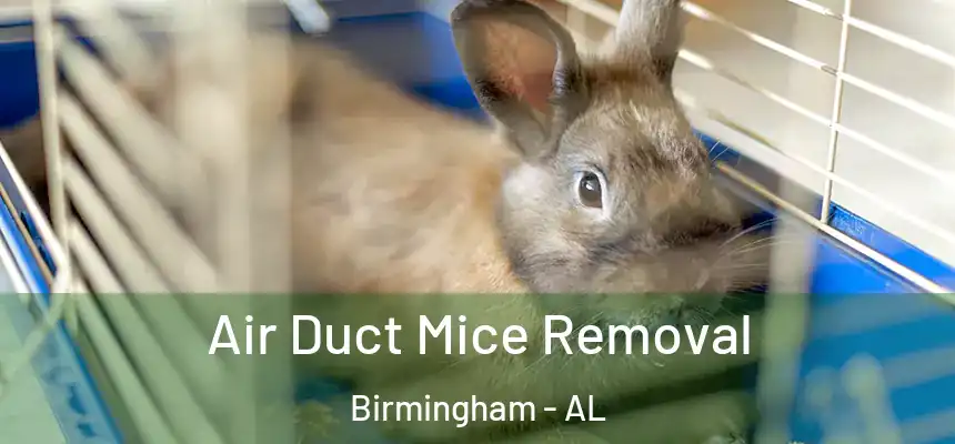  Air Duct Mice Removal Birmingham - AL